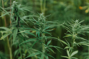 Close up photo of marijuana plant at outdoor cannabis farm field. Hemp plants used for CBD and health