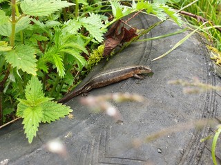 lizard on a rock