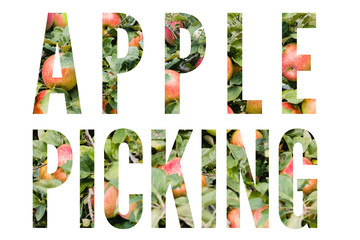 Apple Picking Word Graphic Filled with Apples, Apple Picking Concept Isolated on White Background, Word Apple Picking Graphics
