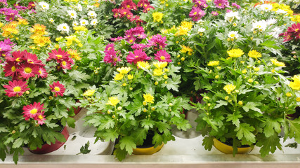 Fototapeta na wymiar Yellow, white, purple, pink chrysanthemums - spring messengers standing in the pots on shelfs. Spring compositions in the flowers pot, at a market in the spring. Colorful flowers int the pot on a shel