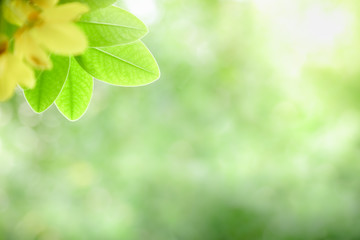 Close up of nature view green leaf with yellow flower on blurred greenery background under sunlight with bokeh and copy space using as background natural plants landscape, ecology wallpaper concept.