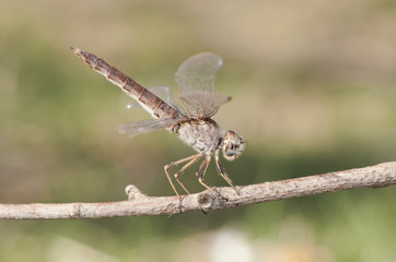 Brachythemis imparts the Northern banded groundling beautiful female of this species of dragonfly in obelisk posture to withstand the strong summer sun