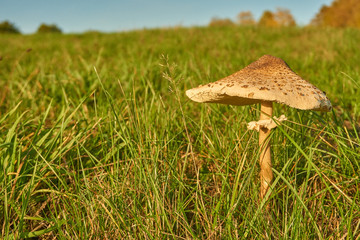 Schweine auf der Wanderung