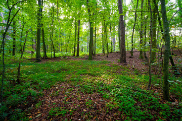 Die Sonne scheint in einen Wald im Herbst