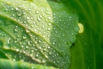 natural dew on green leaves of cabbage, macro