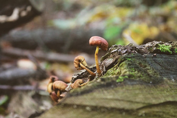 leśne  grzyby  © Adrian