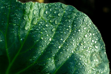 natural dew on green leaves of cabbage, macro