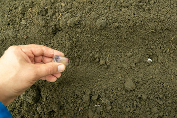 Senior woman planting garlic in the vegetable garden