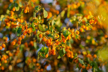 Fototapeta premium Small orange berries on a tree branches on a summer day
