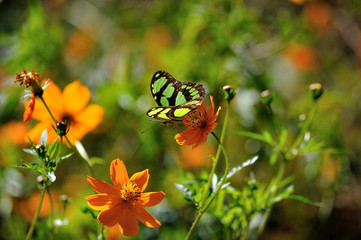 nature