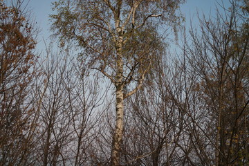 birch in autumn