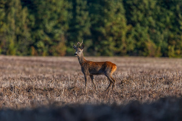 Roe deer standing in a field