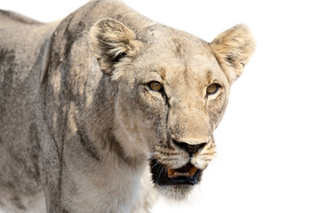 Close-up of lioness isolated in artistic conversion looks very aggressive
