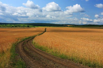 The road in the wheat field