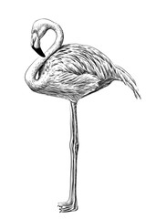 Flamingo. Hand-drawn, artistic, black and white sketch of a flamingo bird on a white background.