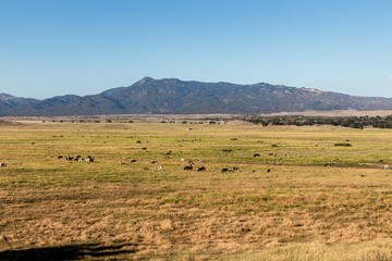 Fototapeta na wymiar Cows grazing in a valley in San Diego County California 