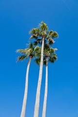 palm tree against blue sky