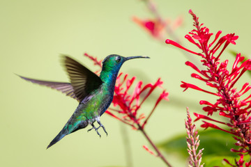 A Black-throated Mango flying in the midst of red flowers in a tropical garden on a bright day.