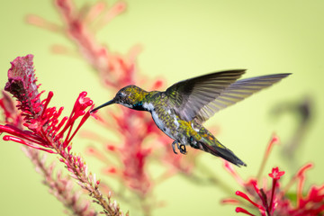 A juvenile Black-throated Mango feeds on the red flowers of the "hummingbird plant" in a tropical garden.