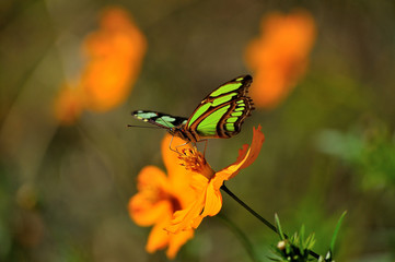 nature