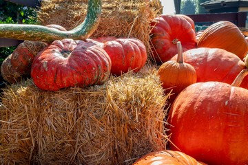 pumpkins with hay bales autumn scene