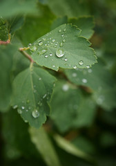 Drop on leaf
