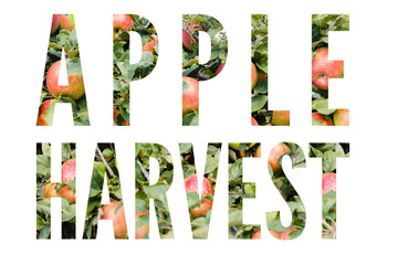 Apple Harvest Word Graphic Filled with Apples, Apple Harvest Concept Isolated on White Background, Words Apple Harvest Graphics