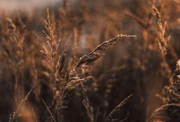 Obraz premium Natural beautiful background. Dry Golden grass covered with frost in the sun at sunset in autumn. Close up. Sunset on the background of the autumn field.