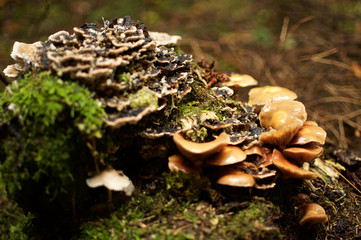 Mushroom on the forest floor in autumn, surrounded by green moss