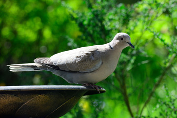 Türkentaube an der Vogeltränke