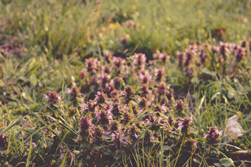 łąka fioletowe kwiaty © Adrian