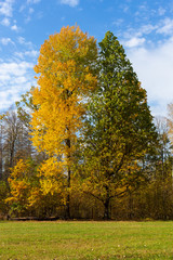 Fototapeta premium Autumn trees and blue sky