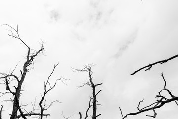 Fototapeta na wymiar Colorado - sky trees