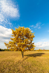 Obraz na płótnie Canvas A tree growing in a field in an autumn season