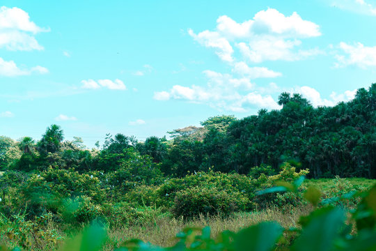 Morichal garcero Yopal Casanare Llanos