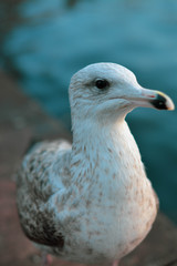 seagull3