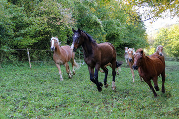 Horses - Beautiful horses gallop along green grass