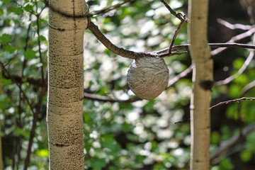 A hornets' nest hangs between two Aspen trees. Concepts of wild pollinators, nature & wildlife