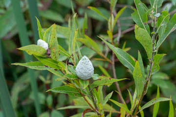 Willow pinecone galls on a willow tree, caused by the gall-midge, Rhabdophaga strobiloides. 