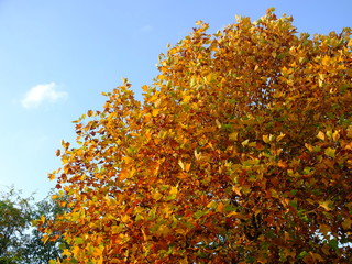 Tree in autumn