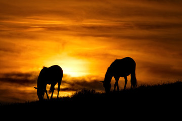 Fototapeta na wymiar Russia. mountain Altai. Grazing horses in the harsh light of the evening sun.