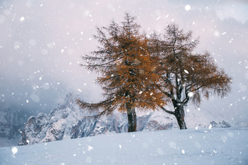 Beautiful Winter at Alpe di Siusi, Seiser Alm - Italy - Holiday background for Christmas.