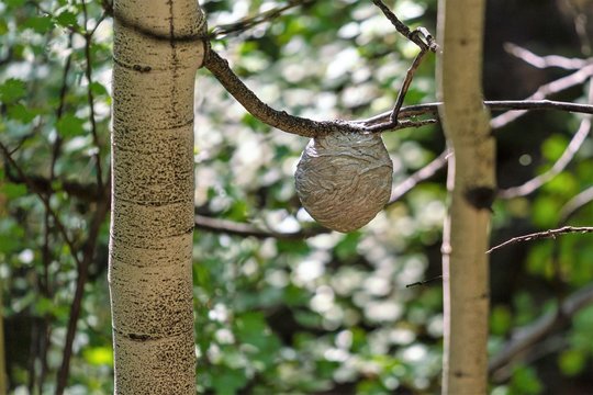 A hornets' nest hangs between two Aspen trees. Concepts of wild pollinators, nature & wildlife