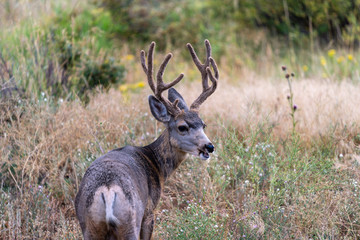 Naklejka na ściany i meble A mule deer buck looking over his shoulder, looks like he's talking. Funny animal image with room for copy