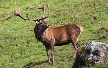 Kapitaler Hirsch sucht Hirschkuh.