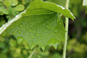 green leaf with water drops close up