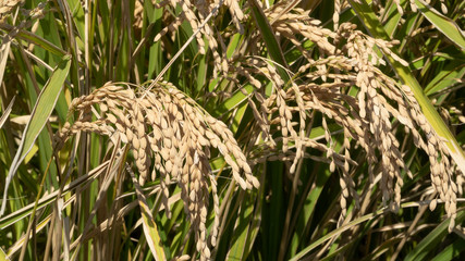 日本の田んぼに実る米（稲）