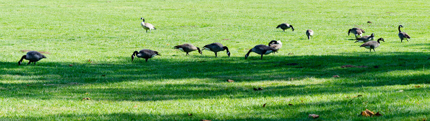 Wild geese in a public park - 296157852