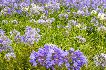 Blue agapanthus flowers on a blurry green background. Flower of Love. Agapanthus is used for indoor cultivation, landscape design and flower arranging.