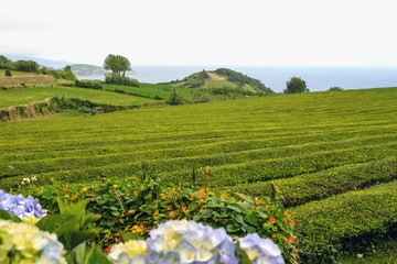 Fototapeta premium Trimmed bushes of Chinese camellia on a tea plantation on the island of San Miguel, Portugal. Tea grows in the Azores.
